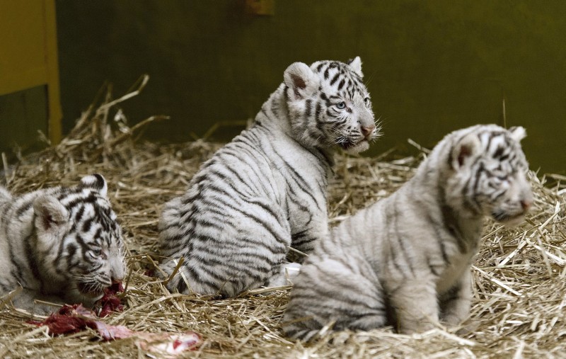 Fehér tigriskölykök születtek a győri állatkertben